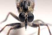 roofvlieg (eutolmus rufibarbis)